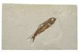 Fossil Fish (Knightia) - Green River Formation #237187-1